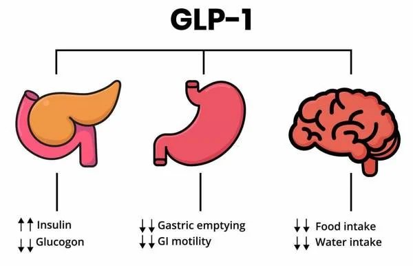GLP-1 – organi bersaglio: pancreas, stomaco e cervello (schema)