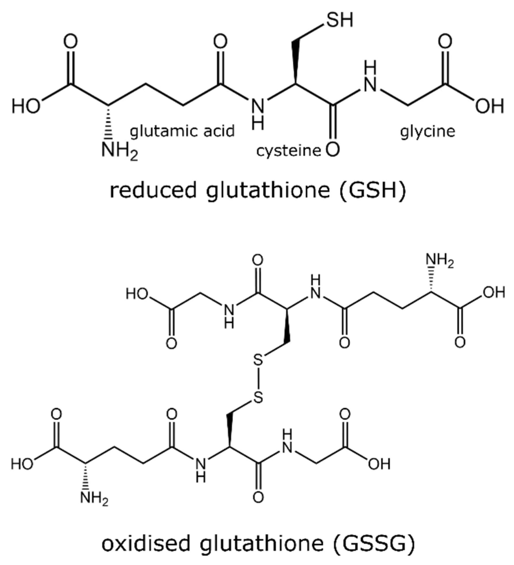 Strutture del glutatione ridotto (GSH) e del glutatione ossidato (GSSG)