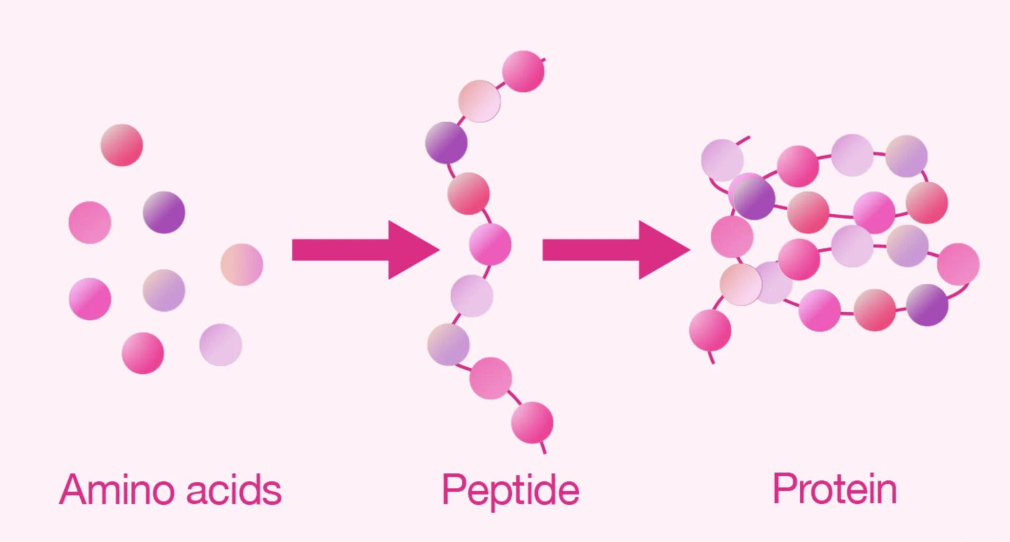 Amminoacidi, peptide e proteina – confronto della lunghezza della catena (schema)