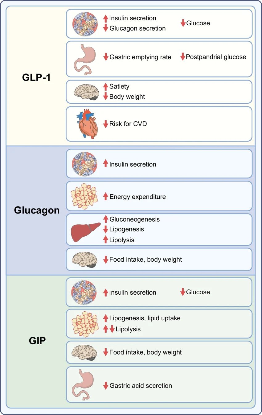 Meccanismi d'azione sui recettori GLP-1, GIP e del glucagone